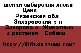  щенки сибирская хаски  › Цена ­ 10 000 - Рязанская обл., Захаровский р-н, Захарово с. Животные и растения » Собаки   
